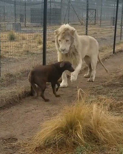 Lion asking dog for forgiveness