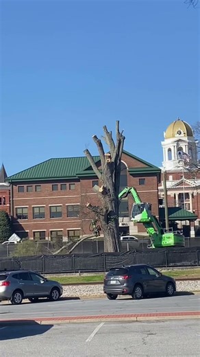 Cutting The Tree Down In Downtown Cartersville GA.