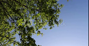 green foliage on maple tree in spring bloom, beautiful new leaves and flowers on maple trees in spring