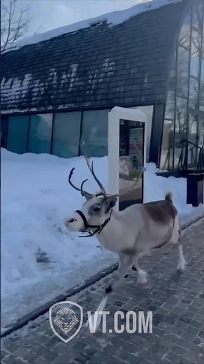 Hilarious Reindeer Sings Jingle Bells While Prancing Through Town! 😂