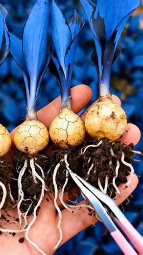 🌌✨ Transform your garden with this spectacular plant!🌿🎉 Unleash your inner color wizard and create a stunning oasis right at home! These vibrant bulbs will bring your garden dreams to life, adding pops of color that wow all season long. 🌸🌼 Don’t wait—plant the magic today and watch your garden flourish! 🛒💚 | Marvelsion