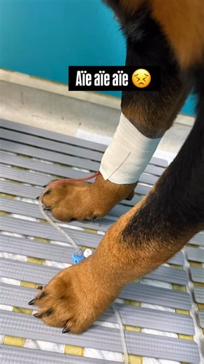 Elodie Darnis on Instagram: "🐾 Polyarthrite chez le chien : ce qu’il faut savoir La polyarthrite est une inflammation simultanée de plusieurs articulations, d’origine immune, infectieuse ou secondaire à une maladie systémique. Elle provoque le plus souvent : boiteries fluctuantes, réduction de mobilité, douleurs, fièvre ou abattement. 🎯 Diagnostic Il repose sur l’examen clinique, l’imagerie, et surtout l’analyse du liquide synovial (cytologie + culture). Le dépistage des maladies associées est