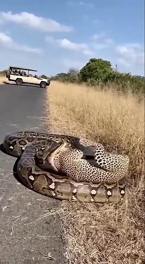 Will the leopard be swallowed by the python, or manage to escape?🐆🐍❓#leopard #python #danger #rescue