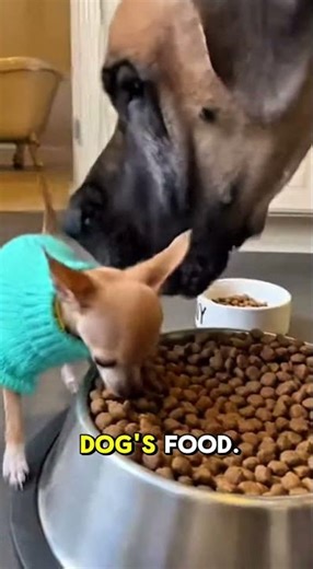 Chihuahua Steals Great Dane's Food | Gets Placed in Bathtub | Problem Solved | Subscribe 😂