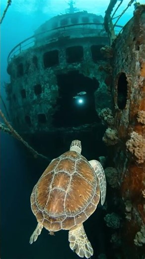 Sea Turtle POV: I Explored a Sunken Cruise Ship… Then Something Moved 🐢😳