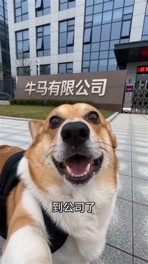 AI Dogs Meow: The Future of Virtual Pet Play! (AI狗狗喵喵叫：虚拟宠物游戏的未来