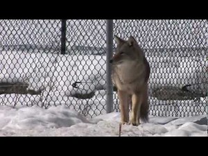 Mystery of the CoyWolf Part2