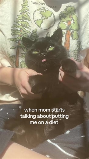 don’t play with me or my temptations… #itstinkycat #stinkycat #catsoftiktok #drake #cat