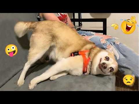 These Dogs Are Out of Control 🥴🐶 Funniest Dog Moments 2026 #40