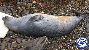 NOAA: Distemper is causing seal deaths in New England
