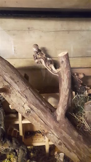 Emergence of African Pygmy Mice