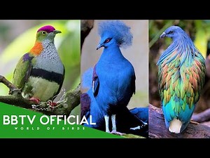 10 Most Beautiful Pigeons On Planet Earth | Wildlife Documentary | BBTV Official