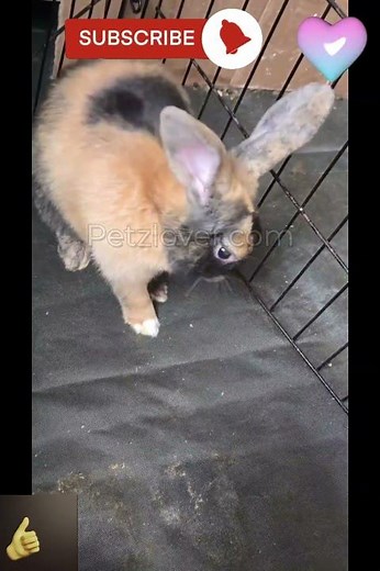 Onyx – Your Adorable Mini Rex Companion! 🖤✨