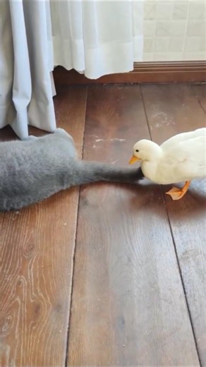 Funny Ducks and Cats Playing and Fighting 😂🦆😸 #shorts #ytshorts #cats #duck #pets #usa #petlover