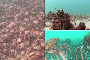 Incredible spider crab footage shows thousands of creepy critters flooding Australia's coast during 'annual invasion'