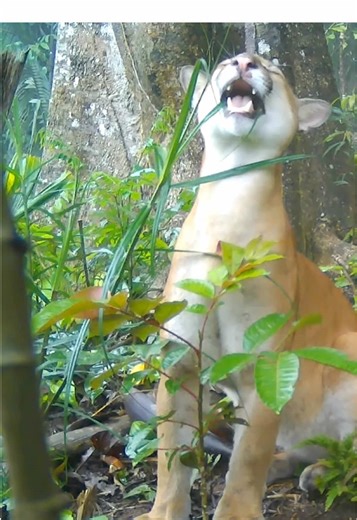 Camera trap monitoring is a non-invasive way to document wildlife, and it can reveal unusual behaviors you’d almost never see otherwise, like this puma chewing leaves. (#DYK Pumas are carnivores, but on occasion you may see them chewing certain plants, likely linked to digestion.) This puma was recorded on a camera trap in Ecuador's Palora–Pastaza connectivity corridor during a territorial monitoring process led by the Asociación de Comunidades Kichwa de Copataza and supported by Conservation In