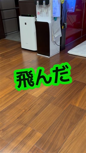 #shorts #オカメインコ #オカメインコのいる暮らし