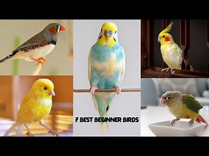 Top 7 Best Pet Birds for Beginners | Easy & Friendly Bird Companion