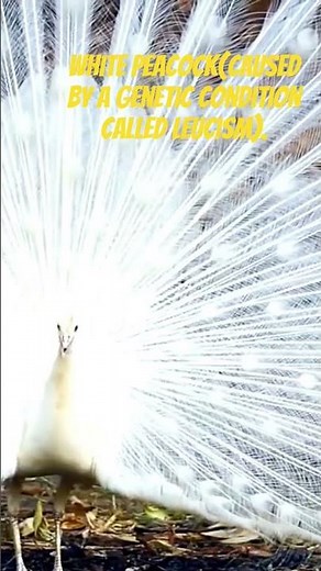 Peacock Sounds 🦚 | Blue, White & Yellow Peacock Screaming | Animal Sounds for Kids