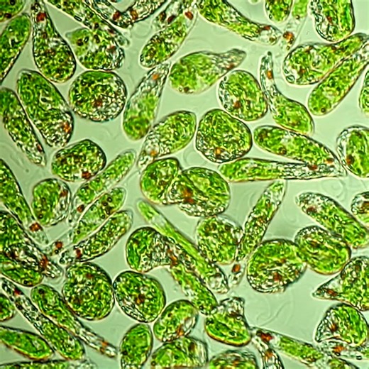 43K views · 360 reactions | Who are they?  Guess in the comments... #microscopic | Science Channel | Facebook