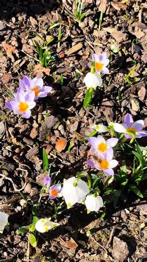 • “Spring Is Already Here! First Crocuses 2026 🌸🐝”