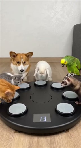 Six Pets, One Timer, One Perfect Finish (Loop) #pets #animlas #funny #funnyanimals #cats