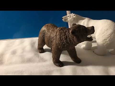 Polar Bear VS Grizzly Bear