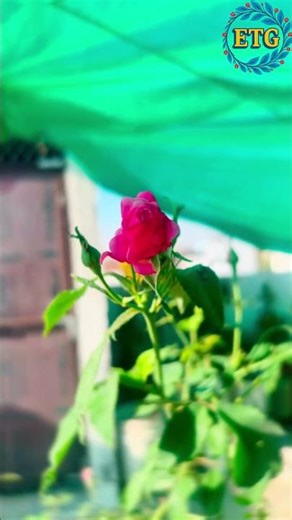 rose flower growth