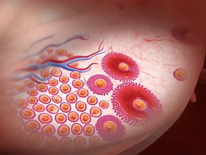 Female Reproduction System - Oogenesis