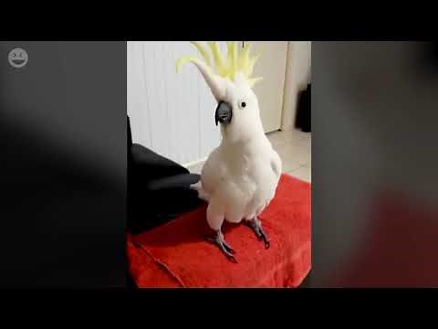 Dancing Birds - Funny Birds Love to Dance