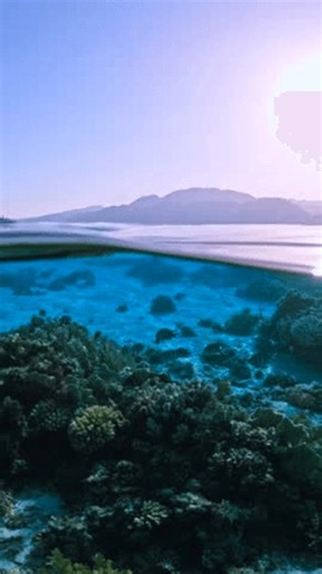 clip-4001297421-vertical-split-half-underwater-view-coral-reef