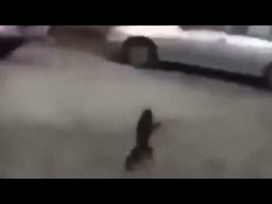Monkey running MEME!