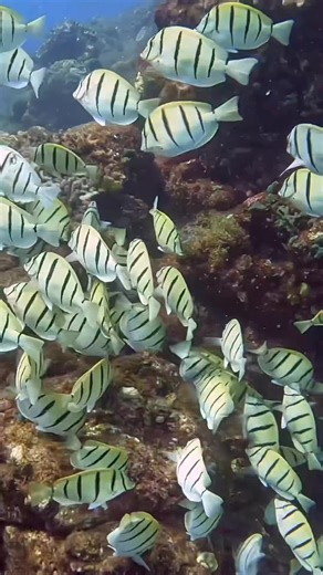 A beautiful school of convict surgeonfish 🎥: @michaels_bubbles | Diving Specials