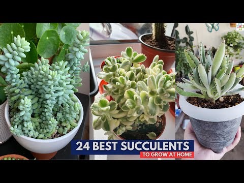 24 Best Succulents to Grow at Home