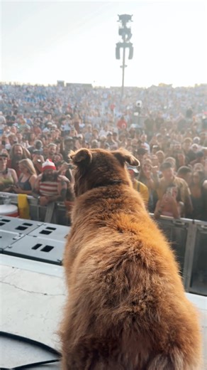 Cocoa the Tour Dog doing what she does best | Stick Figure