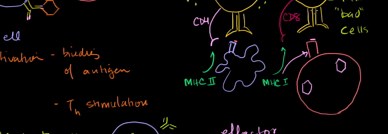 Review of B cells, CD4+ T cells and CD8+ T cells