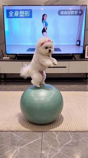 Yoga Ball Fun Time! 🐾✨​#Shorts #BichonFrise #puppy #cutedog #cutepuppy