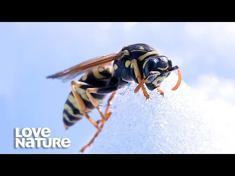 What Happens To Bugs In Winter? | Survival of the Weirdest | Love Nature