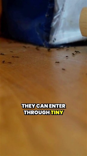 How Do Ants Find Their Way Indoors?