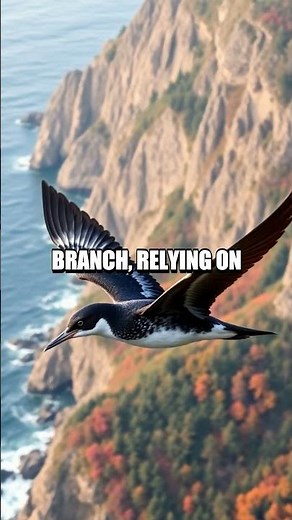 The Enigmatic Life of the Marbled Murrelet