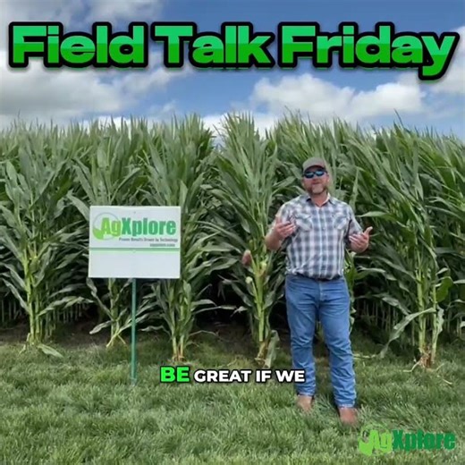 Maximizing Corn Ear Size: Stress Timing, Nutrient Flow, and Hybrid Response