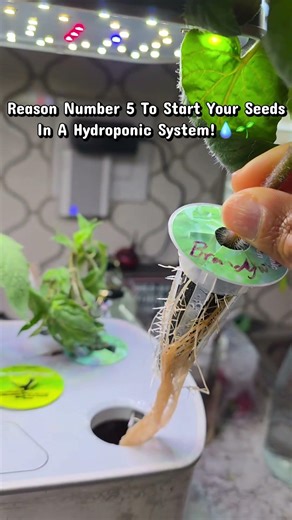 Hydroponic System For Seedlings!🌱