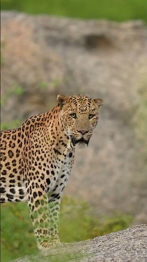 Jawai Leopards in Action 🐆🔥