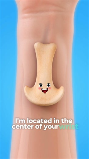 the lunate bones #shorts #animation