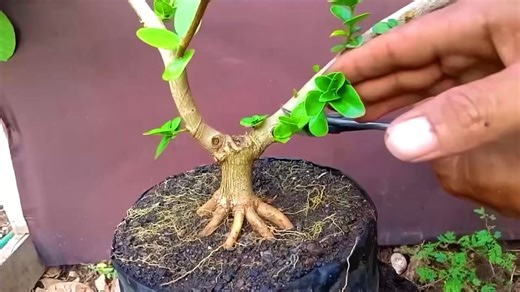 How to make a bonsai tree, step-by-step guide 2 years bonsai 🌳 Tree By -Trees plants info! | Trees Plants Info
