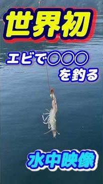 たぶん【世界初】 エビで◯◯◯を釣り上げる水中映像