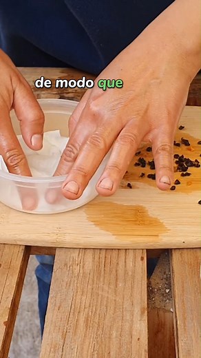 💚¿Has probado el chile manzano?👌 Es también conocido como chile perón o chile ciruelo. Aquí te cuento cómo cultivarlo y algunos datos más👇 🧡Sus semillas son negras, una rareza entre los chiles🤯 🧑‍🌾 ¿Cómo cultivarlo en casa? ✅ Clima: Ama los climas frescos, de 15 a 25°C. Ideal en zonas altas. ✅ Luz: Mucha luz, pero sin sol directo en horas fuertes. ✅ Maceta: Mínimo 30 litros. Raíz profunda , es un planta robusta. ✅ Sustrato: Suelto, con buen drenaje y con materia orgánica. ✅ Riego: Constan