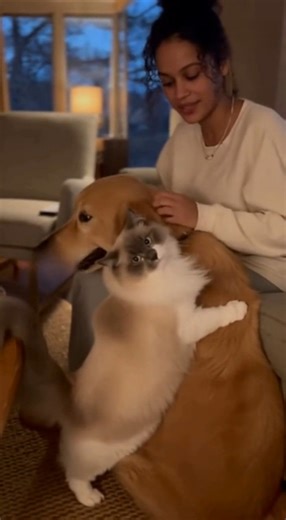 Jealous Cat Can’t Handle Dog Getting All the Attention 😹🐾 A calm evening turns into a sweet and funny moment when my cat can’t stand seeing me spoil the dog! 💕🐶🐱 AI-assisted | Critter Caught