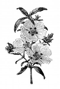Cistus Ladanifer Maculatus, Brown Eyed Zistrose