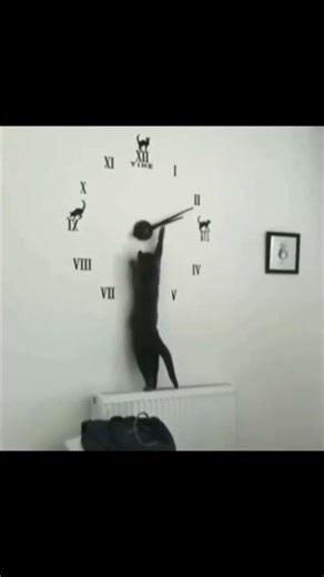 Cats Play With Clocks #funnycat #funnyanimals #cat #funnycats #pets